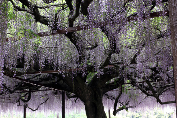 Ashikaga Flower Park, Tochigi